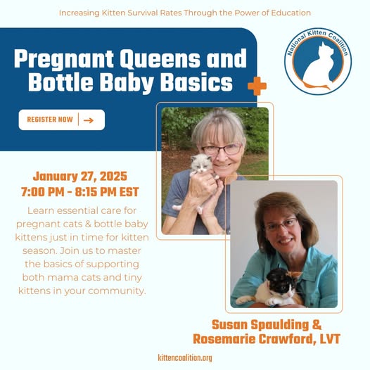 Pregnant Queens and Bottle Baby Basics