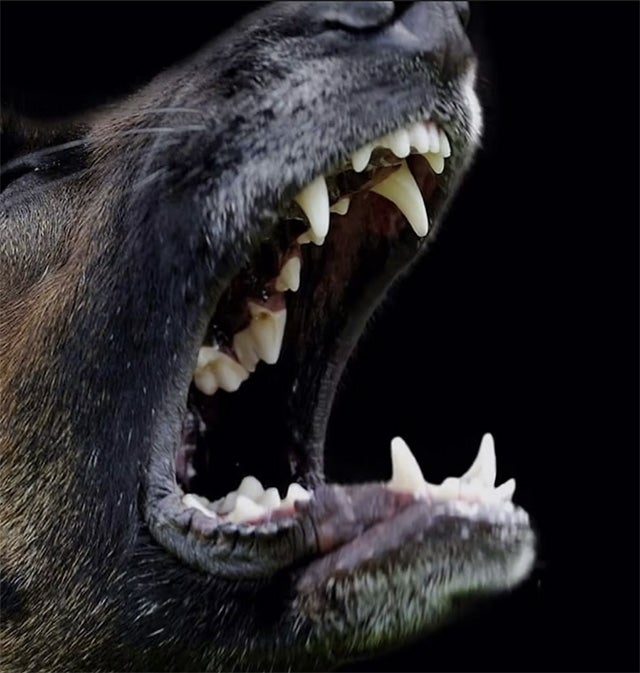 Aggression in Dogs Conference