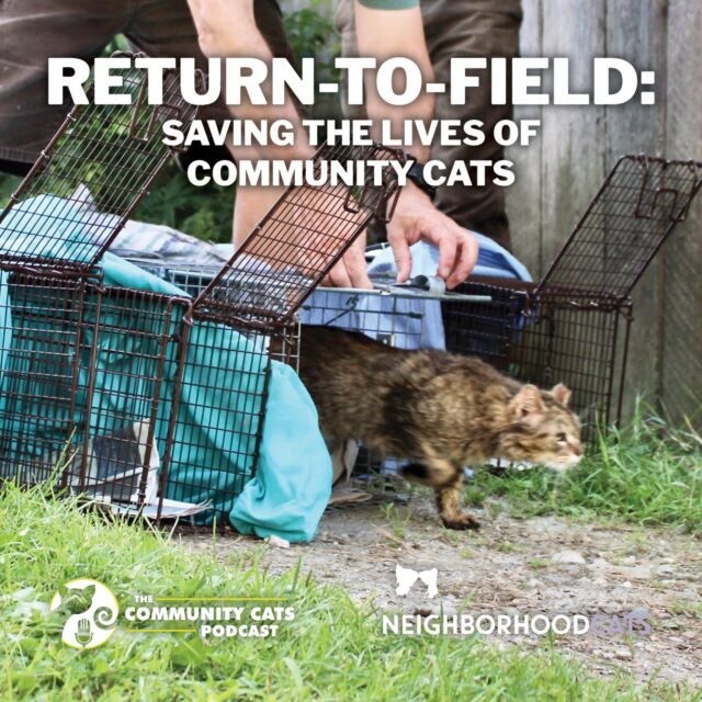 Return-to-Field: Saving the Lives of Community Cats Certification Workshop