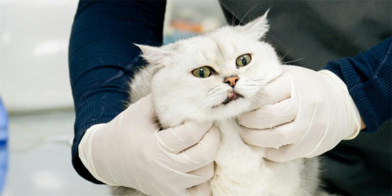 Vaccination Protocols: Tailoring Protection for Every Patient