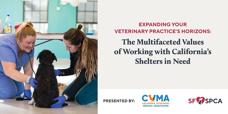 Expanding Your Veterinary Practice’s Horizons: The Multifaceted Values of Working with California’s Shelters in Need