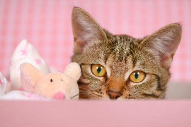 No More Cat Wrangling: Techniques for Feline-Friendly Handling