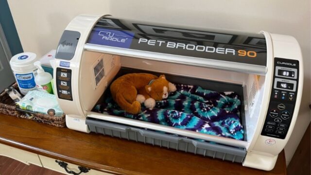 Incubators—All of Your Questions Answered