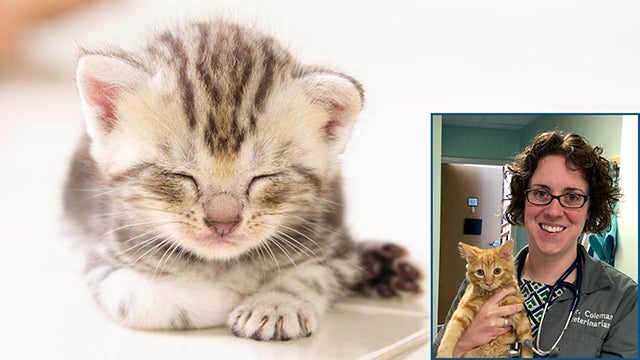 Classroom to Clinic: Neonatal and Early Kittenhood Emergencies