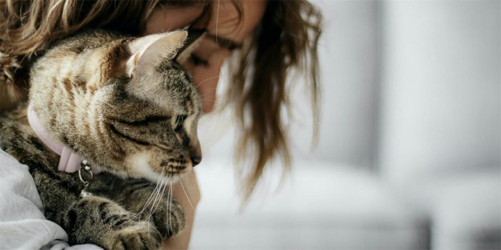 Maddie’s Insights: The Animal Welfare Assessment Grid