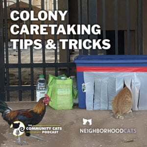 Colony Caretaking Tips & Tricks