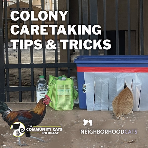 Colony Caretaking Tips & Tricks