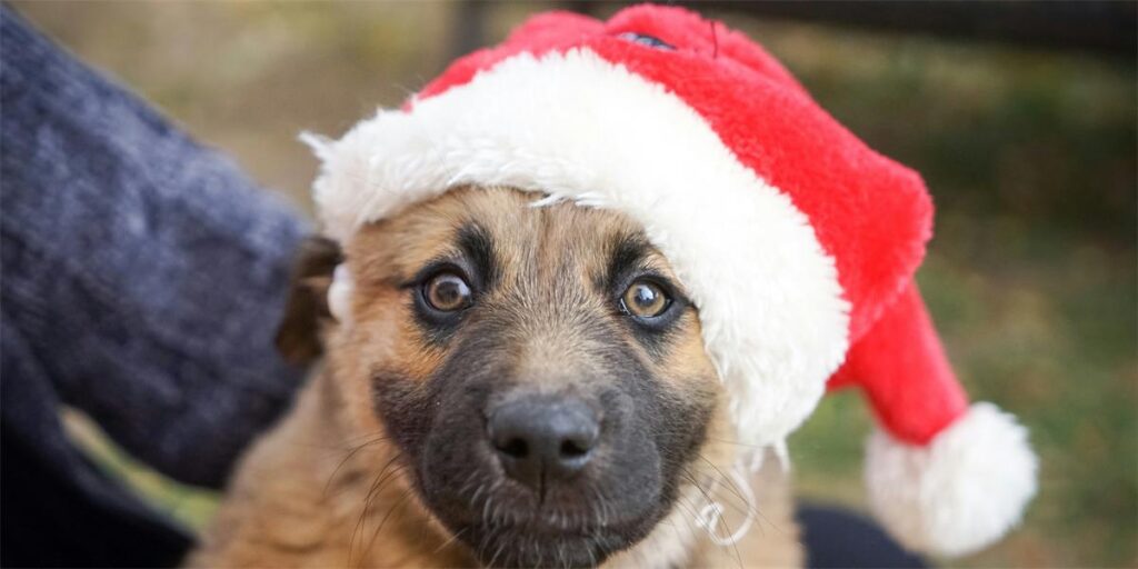 Puppy wears a Santa hat