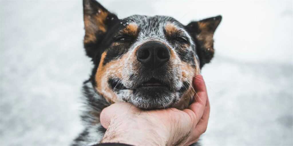 Maddie's Insights: Consentful Contact: Pilot Study on Human–Dog Touch with Dr. Amir Sarrafchi