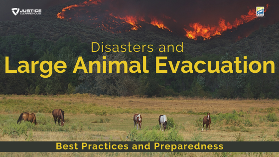 Disasters and Large Animal Evacuation: Best Practices and Preparedness