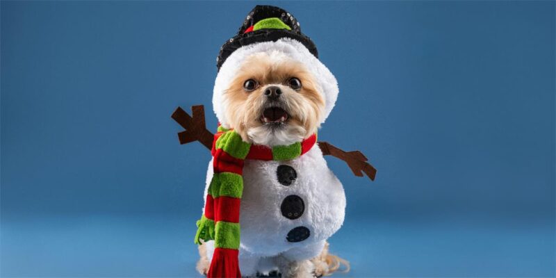 Doors Wide Open: Pawsitive Peer Support: Helping Each Other Without the Heavy Load