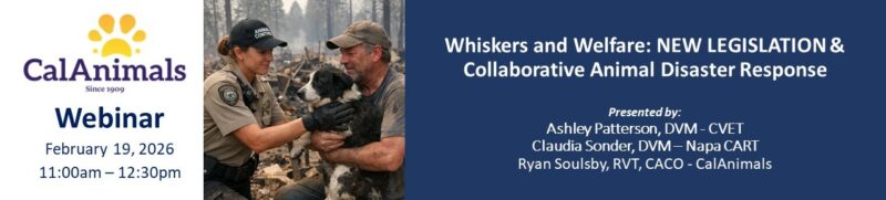 Whiskers and Welfare webinar