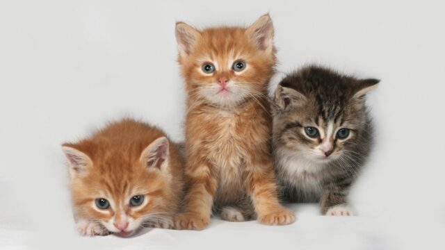 Kitten Development Webinar