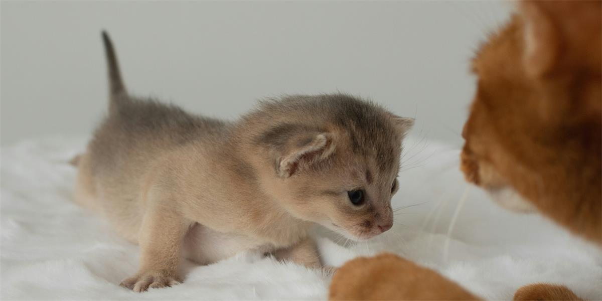 Neonatal kitten