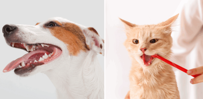 Dental Health for Dogs and Cats: Signs, Treatment, and At-Home Care