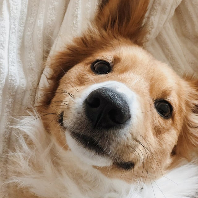 Fluffy dog with floppy ears