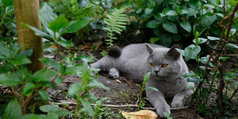 Gray cat relaxes outdoors