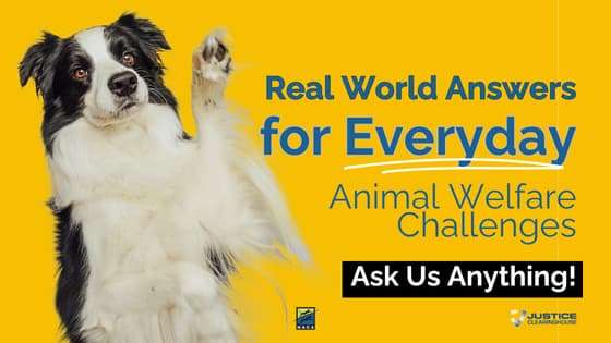 Real-World Answers for Everyday Animal Welfare Challenges