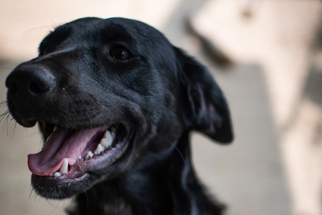 A large black dog