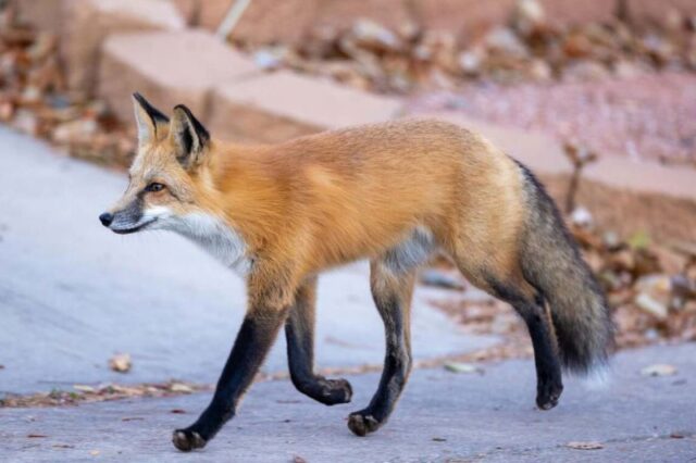 Fox trotting across asphalt