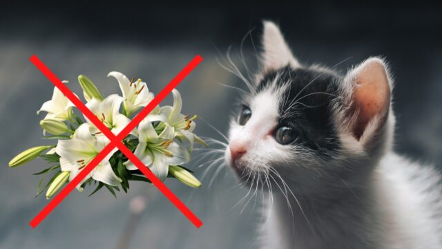Springtime Safety: Preventing Toxic Exposures in Kittens