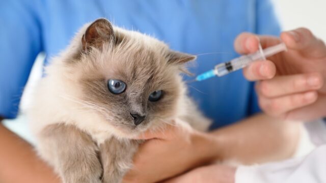 Vaccinating a cat