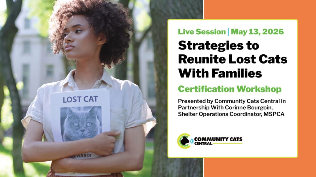 Strategies to Reunite Lost Cats with Families