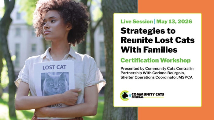 Strategies to Reunite Lost Cats with Families