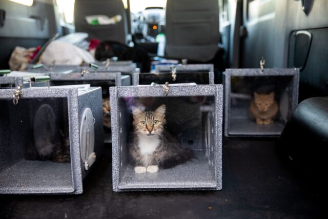Cats being transported