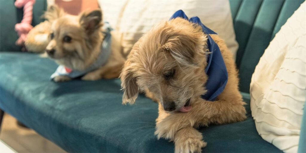 Two dogs lie side by side on a green sofa
